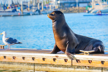 Sea Lion Relaxing by Marina in Oceanside, California