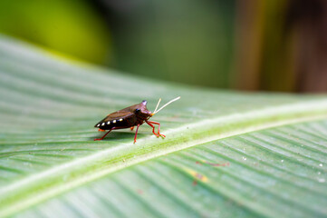 Red-legged shieldbug (Pentatoma rufipes) or forest bug on a green leaf