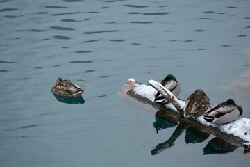Duck swim in Jiuzhai Valley National Park in Sichuan Province in southwestern China, is a UNESCO...