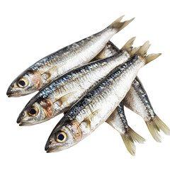 Fototapeta premium Whole sardines with shiny silver scales isolated die cut 