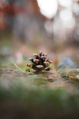 a tree stump on the ground