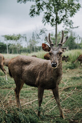 deer in the woods