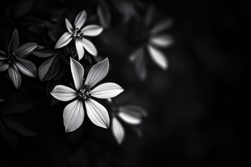 Fototapeta premium A bouquet of fresh flowers in a classic monochrome image, ideal for use as a decorative element or in editorial contexts