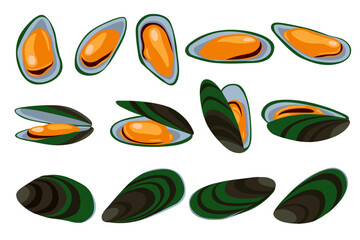 Green Shell mussels isolated on white background, Fresh New Zealand mussels on illustration vector isolated on white background.	