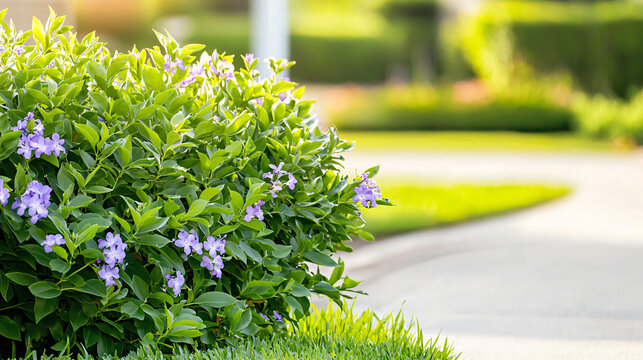 drought-resistant duranta hedge with purple flowers