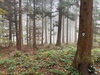 Nebelwald