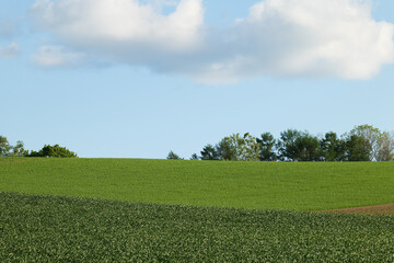 北海道　５月の富良野の風景