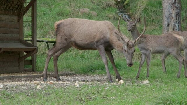 fawns