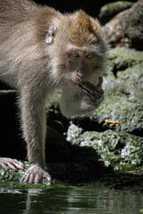monkey drinking water from a pond in Bali