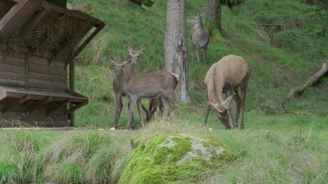 fawns