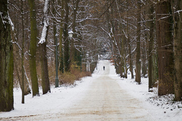 Winter in Lazienki Park, Warsaw