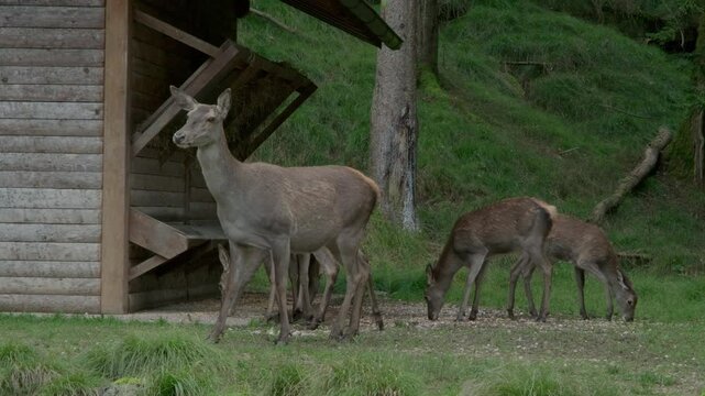 fawns