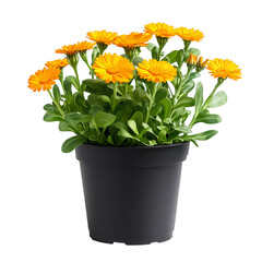A Small Potted Calendula Plant with Bright Orange Flowers Isolated on Transparent Background