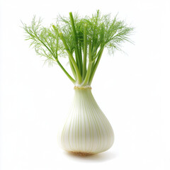 Fresh fennel bulb with green fronds isolated on white background, showcasing its crisp texture and vibrant color