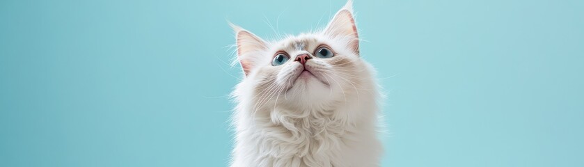 Portrait of a fluffy white cat looking up against a blue background, showcasing curiosity.