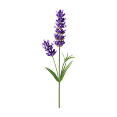 Fototapeta premium Beautiful lavender plant nature botanical image outdoors