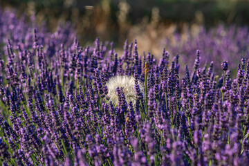 Lavender Fields in Provence, France: Natures Serenity