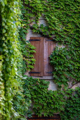 Charming Wooden Shutters Surrounded by Lush Greenery in Provence
