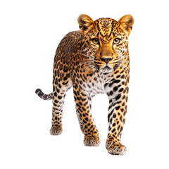 Fototapeta premium Leopard walking through grasslands wildlife nature close-up