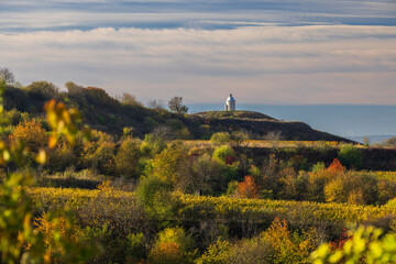 Naklejka premium Autumn vineyard near Velke Bilovice, Southern Moravia, Czech Republic
