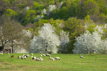Sheep herd in Stiavnicke vrchy near Krupinska planina, Slovakia © Richard Semik