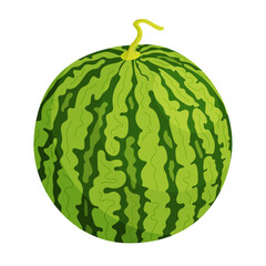 Vector Fresh green Whole watermelon. Cartoon ripe watermelon. Hand drawn Trendy flat style isolated fruit organic natural dessert, healthy sweet red juicy summer fruit illustration