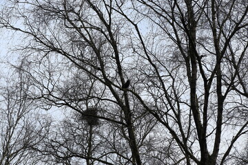 Bare Black Tree Branches with Bird and Nest