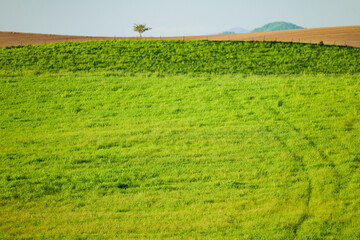 北海道　５月の富良野の風景
