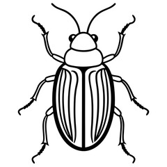 Elegant Beetle Line Drawing