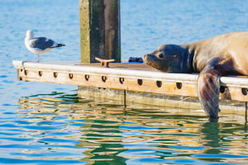 Seal Relaxing on Dock with Seagull in Calm Waters