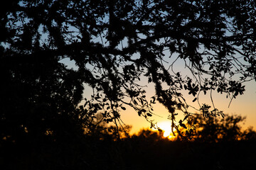 Contraluz de un atardecer con arboles delante