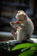 baby monkey enjoying it's food