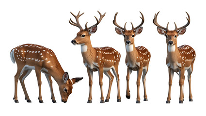 A set of deer in different poses isolated on transparent background, elegant wildlife animals in various standing and resting positions