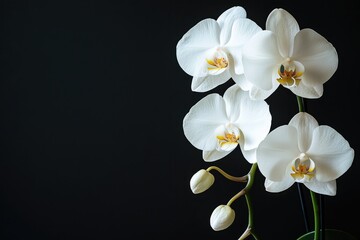 The Delicate White Orchid Flowers Against a Dark Background