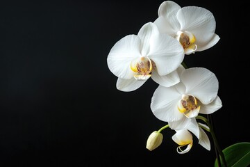 Three White Orchids Against a Black Background Provide Elegance