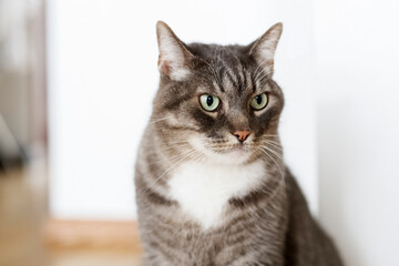 Obraz premium grey cat portrait
