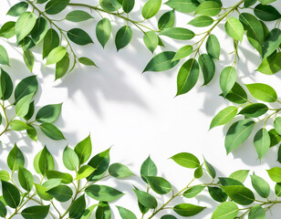 Obraz premium green leaves on a branch with white background 