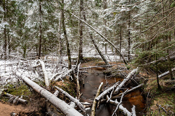 winter landscape with forest, magical snow-covered trees, small, wild river with many bends, many fallen trees over the river