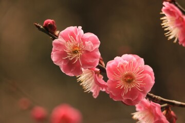 Obraz premium pink magnolia flowers