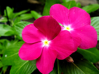 Pink Catharanthus roseus flower.  Catharanthus roseus, also known as Madagascar Periwinkle or Vinca, is a perennial plant often grown as an annual in colder climates. Growth habit: It has a bushy and 