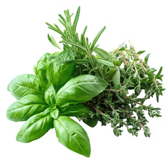 Fresh Culinary Herbs Bundle Basil Rosemary Thyme Sage Cooking Ingredients