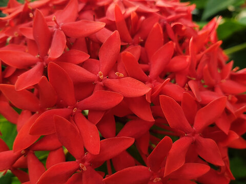 red flowers.  Ixora is a genus of flowering plants in the family Rubiaceae.  It is the only genus in the tribe Ixoreae. It consists of tropical evergreen trees and shrubs and holds around 544 species.