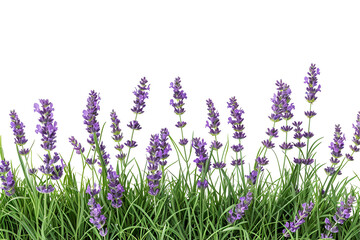 lavender flowers in the garden