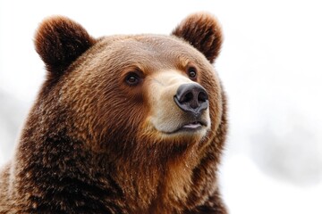 Fototapeta premium Close-up shot of a brown bear's face, showing its distinctive features