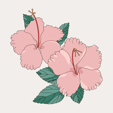 Two Pink Hibiscus Flowers with Leaves