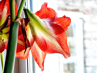 a large bright red amaryllis flower on a blurred background outside the window