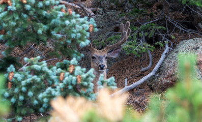 Deer Peers Through Trees in a Forested Mountain Setting Near Sunrise