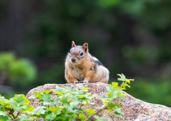 Chipmunk Perched on a Rock Surrounded by Greenery in a Natural Setting