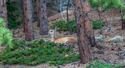 Young Deer Resting Among Trees in a Forested Area During Daylight Hours