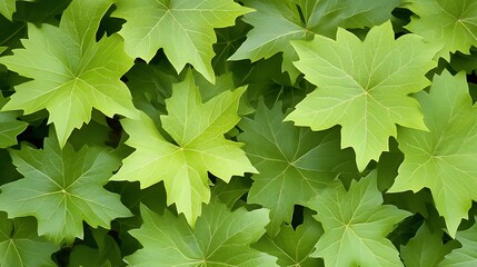 Lush green maple leaves background.